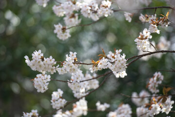 Blossoming cherry flower with blurred nature background. sign of spring