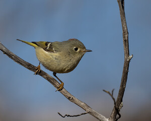 Ruby-crowned Kinglet.