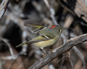 Ruby-crowned Kinglet.