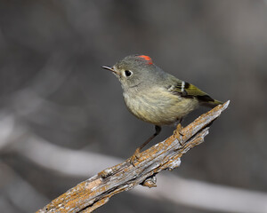 Ruby-crowned Kinglet.