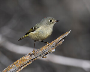 Ruby-crowned Kinglet.