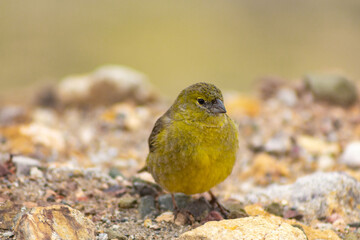 yellow bird on a rock