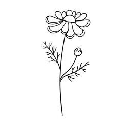 Hand drawn flower daisy. Vector outline sketch. Line art doodle isolated on white background
