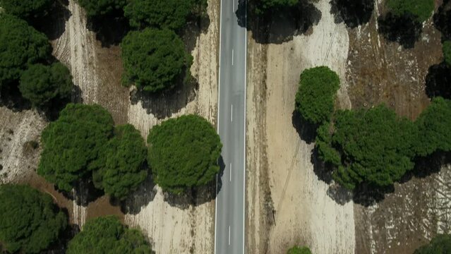 Road with Trees in Portugal 4K 01