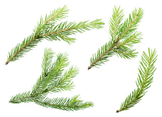 Spruce pine branches isolated on transparent background png cliparts - obrazy, fototapety, plakaty
