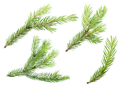 Spruce pine branches isolated on transparent background png cliparts