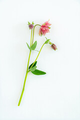 aquilegia flowers on the white background