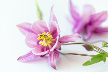 aquilegia flowers on the white background