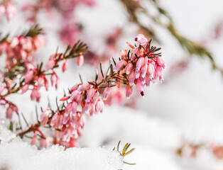 Blooming pink flowers Erica carnea in the snow. Spring background, gardening concept