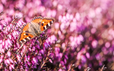 Butterfly on pink Erica Carnea flowers in early spring