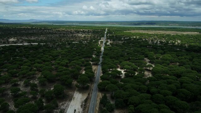 Road with Trees in Portugal 4K 03