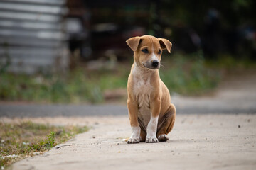 Roadside street puppy
