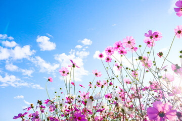 Pink cosmos flowers in garden with sunrise.