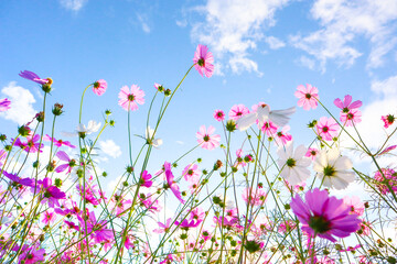 Pink cosmos flowers in garden with sunrise.