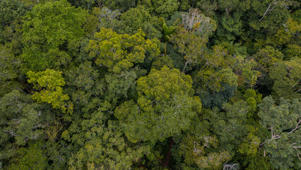 AMAZON FORESTS NEAR THE CITY OF IQUITOS, IN PERU