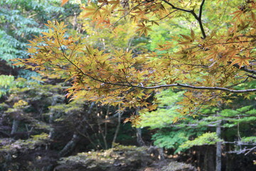 足摺宇和海国立公園　滑床渓谷自然休養林
