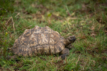 Closeup of a leopard tortoise