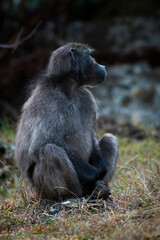 Chacma (Cape) baboon foraging