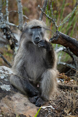 Chacma (Cape) baboon foraging