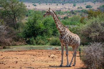 Giraffe at a waterhole in the Pilanesberg Nature Reserve