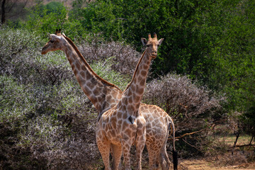 Giraffe in the Pilanesberg Nature Reserve