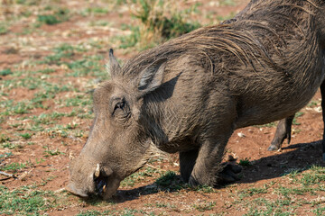 Warthog grazing, Pilanesberg game reserve, South Africa