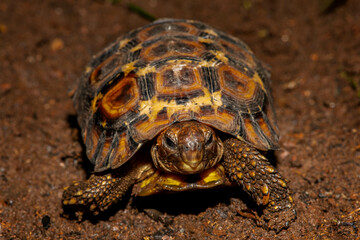 Closeup of a leopard tortoise