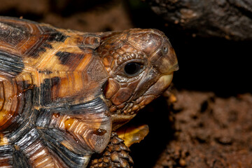 close up of a leopard tortoise