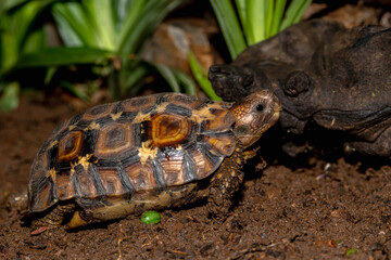 Leopard tortoise