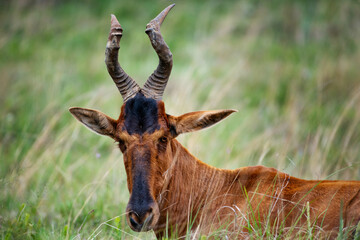 Closeup of a red hartebeest I the Rietvlei Nature Reserve, South Africa
