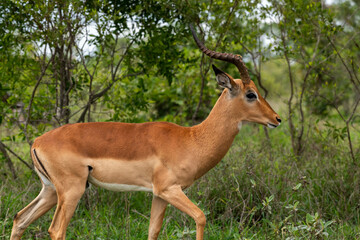 Obraz premium Closeup of a red hartebeest