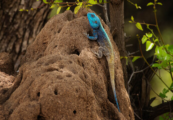 A tree agama lizard sitting on an anthill, Kruger National Park, South Africa