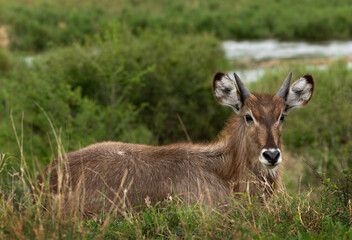 Naklejka na ściany i meble Young male waterbuck in the Kruger National Park, South Africa