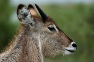 Closeup profile of a young male waterbuck in the Kruger National Park