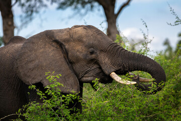 Fototapeta na wymiar Closeup of an African elephant, Kruger National Park, South Africa