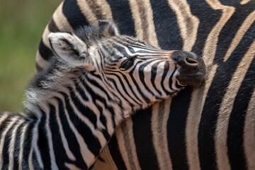 Closeup of a zebra foal snuggling up to its mother in the Rietvlei Nature Reserve, South Africa