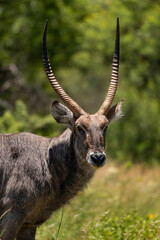 Male waterbuck in the Roodeplaat Dam Nature Reserve, South Africa