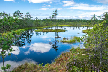 Lakes in the Viru Bog in Lahemaa National Park in Estonia
