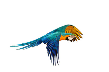 Fototapeta premium Colorful parrot flying isolated on transparent background png file. High quality instant download parrot png 