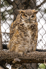 Close-up of Great horned owl, Grizzly  Wolf Discovery Centre, Yellowstone National Park.