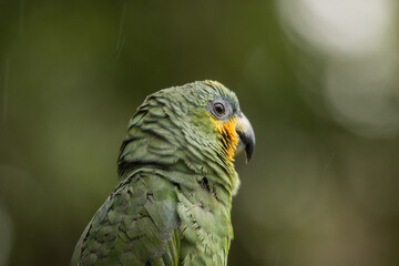 Colorful Amazon parrots rescued from illegal wildlife trade