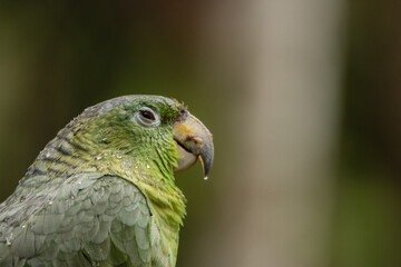 Colorful Amazon parrots rescued from illegal wildlife trade