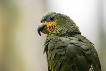Colorful Amazon parrots rescued from illegal wildlife trade