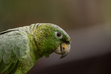 Colorful Amazon parrots rescued from illegal wildlife trade
