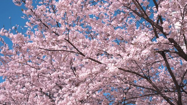 봄에 만개한 벚꽃과 파란 하늘