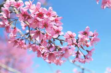 Wild Himalayan Cherry Blossom beautiful pink cherry blossoming flower branches on nature outdoors. Pink Sakura flowers of Thailand, dreamy romantic image spring, landscape