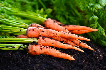 carrot on ground , fresh carrots growing in carrot field vegetable grows in the garden in the soil...