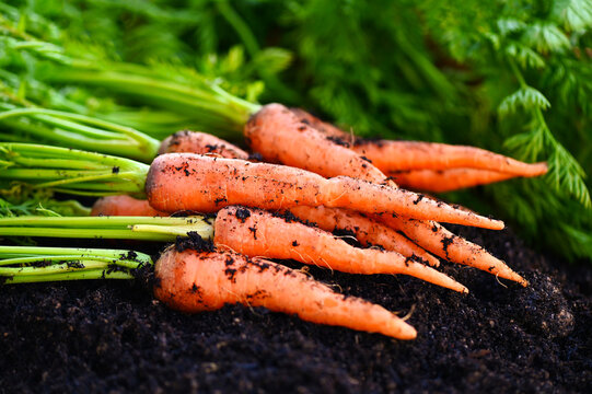 carrot on ground , fresh carrots growing in carrot field vegetable grows in the garden in the soil organic farm harvest agricultural product nature