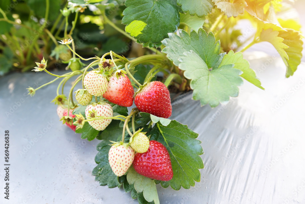 Wall mural strawberry plant farm, fresh ripe strawberry field for harvest strawberries in the garden fruit strawberry in summer