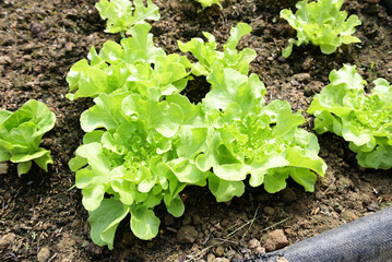 Vegetable farm soil vegetable garden, organic green cos lettuce vegetable gardening with green leaf fresh vegetable lettuce planting , in the greenhouse garden eco friendly gardening nature